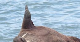 Wally Walrus (Leôncio) (Brazilian Portuguese)
