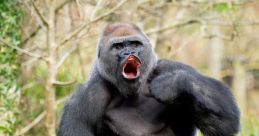 Gorilla