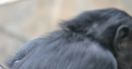 Ape
