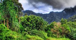 Jungle