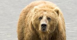 Bear