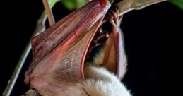Bat