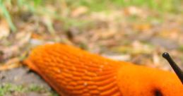 Slug
