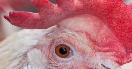 Hen
