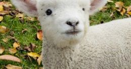 Lamb