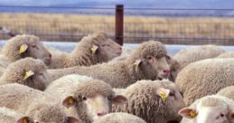 Sheep