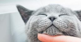 Purring