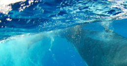 Humpback
