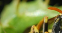 Wasp When you think of a wasp, one of the first things that come to mind is the it makes as it flies around. The sharp,