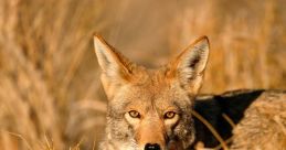 Coyote