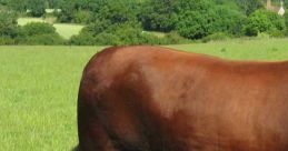 Bull