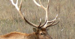 Elk