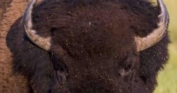 Bison