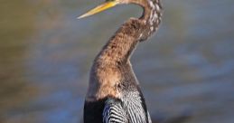 Anhinga