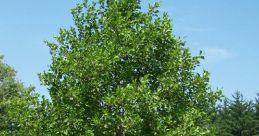 Alder