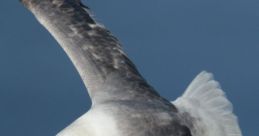 Fulmar