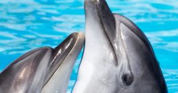 Dolphins