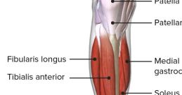 Leg