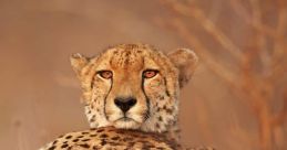 Cheetah
