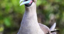 Booby