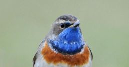 Bluethroat