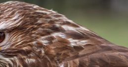 Buzzard