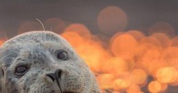 Seal