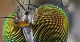 Fly