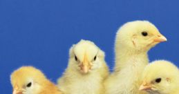 Chicks