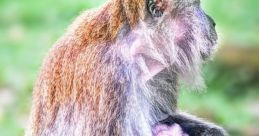 Monkeys