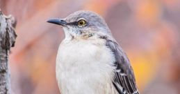 Mockingbird