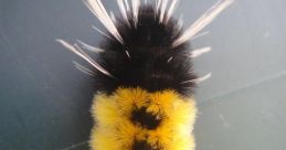 Fuzzy