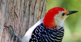Woodpecker