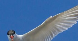 Terns