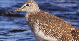 Shorebirds
