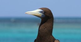 Seabirds
