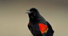 Blackbird