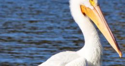 Pelican