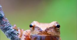 Peeper