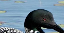 Loons