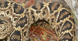 Rattlesnake