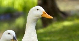 Ducks