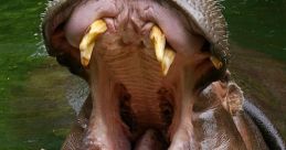 Hippos