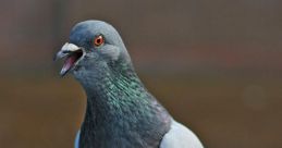 Pigeon