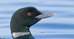 Loon