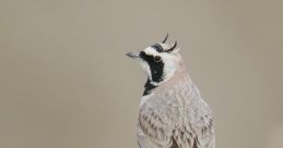 Lark