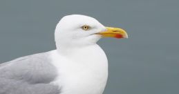 Seagull