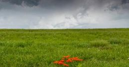Prairie