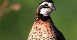 Bobwhite