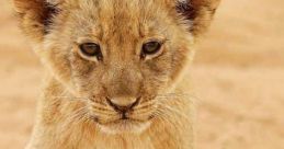 Cub
